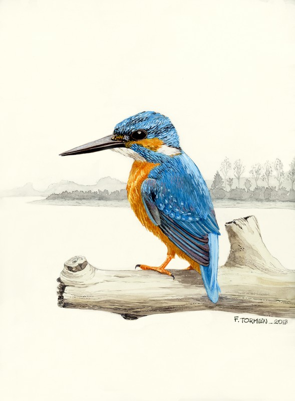  martin pescatore  